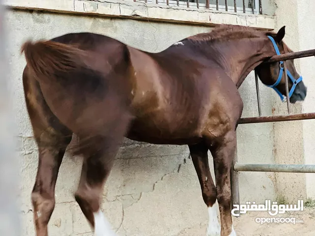 حصان اشقر للبيع