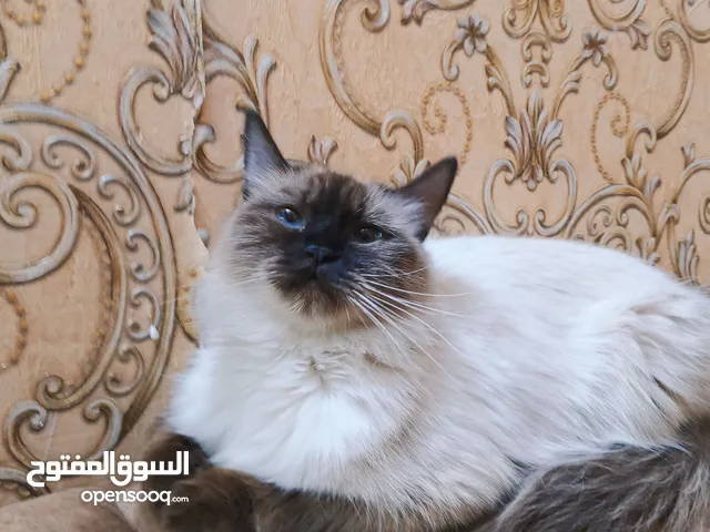 السلام عليكم قطه هملايا للبيع تفاصيل كامله بالمنشور