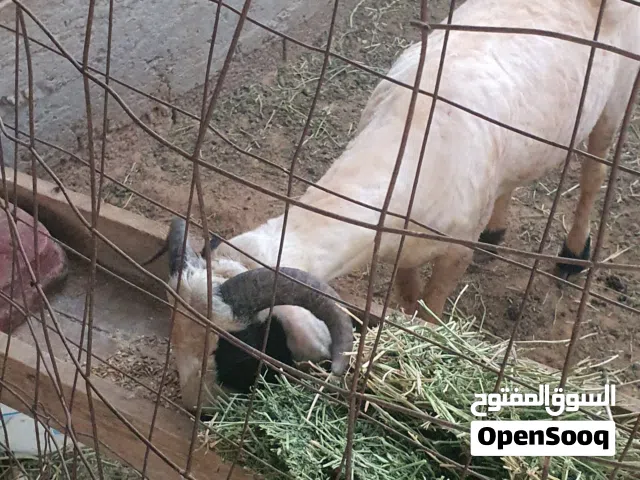 السلام عليكم خروف ماشاء الله تبارك الله طرابلس زناته