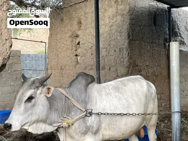 ثور أثيوبي مطعوم من شهر 11