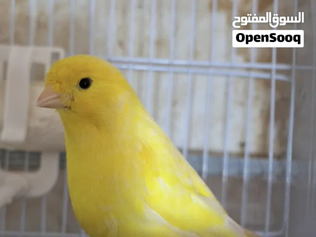 دكر بلجيكي الله يبارك مشاءالله حجم غليظ انتاج محلي 2025 طالع غيار ويرد صوته