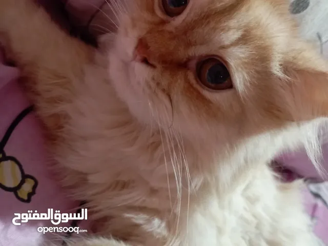 قط ذكر عمره 11شهور للتبني بالجيزه فيصل