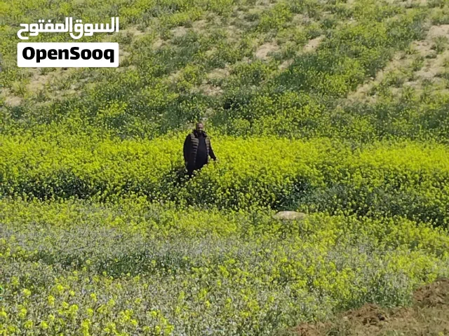 5 دونم المناخر المغاير بالقرب من شارع 100 جمرك عمان