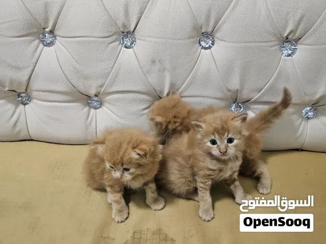 قط الأنغورا إقرأ الوصف قبل كل شي Angora cat read the description first.