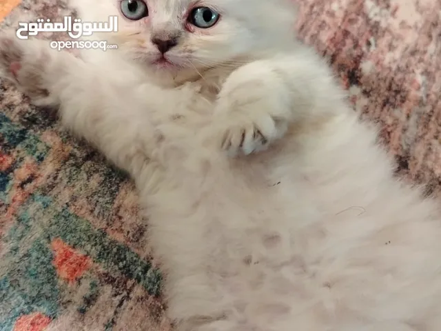 كيتن عمر 45 يوم من اب سكوتش دبل فولد ستريت وام هملايا