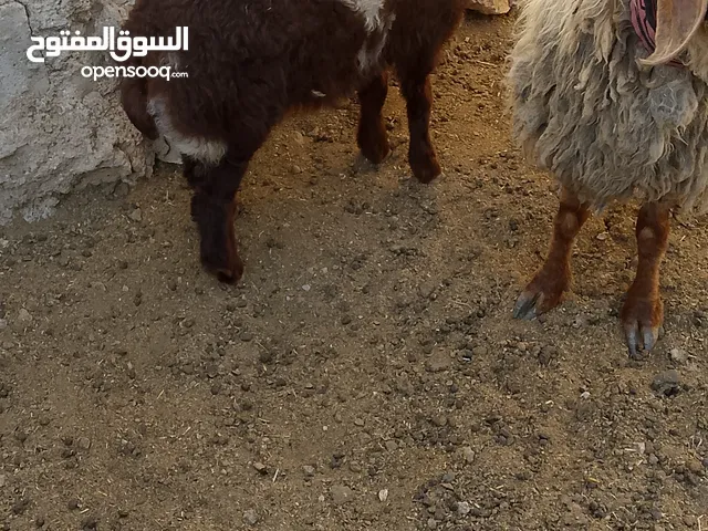 نعجه وراها عابوره العمر شهرين