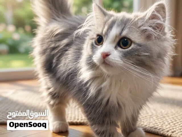 كتن نوع شيرازي