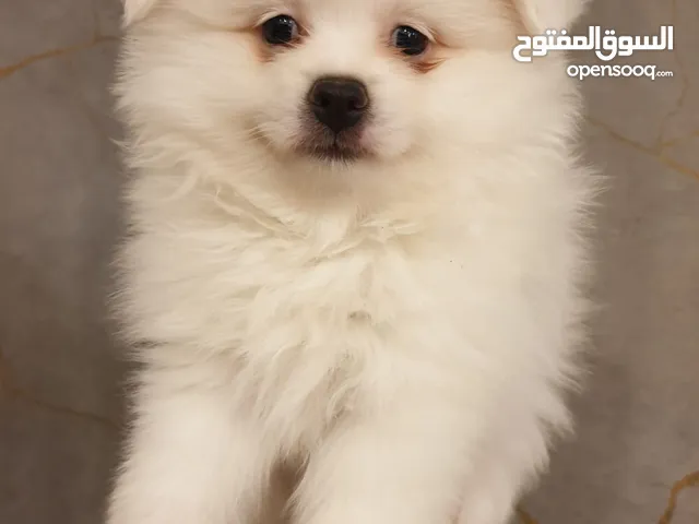 جراء بوميريان عمر شهرين