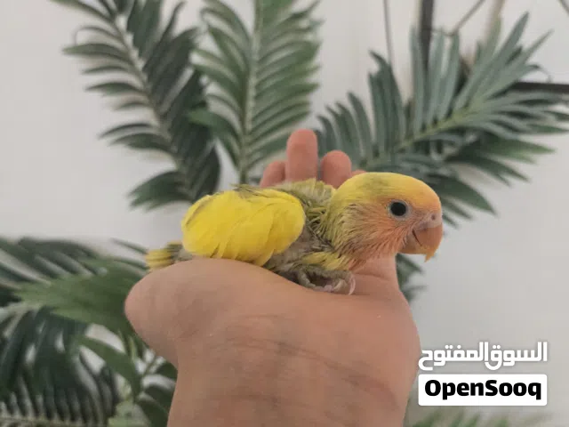 فروخ روز لون نادر متعودين عل غر و اليفين اقرا الوصف لمعلومات اكثر عن الفرخين