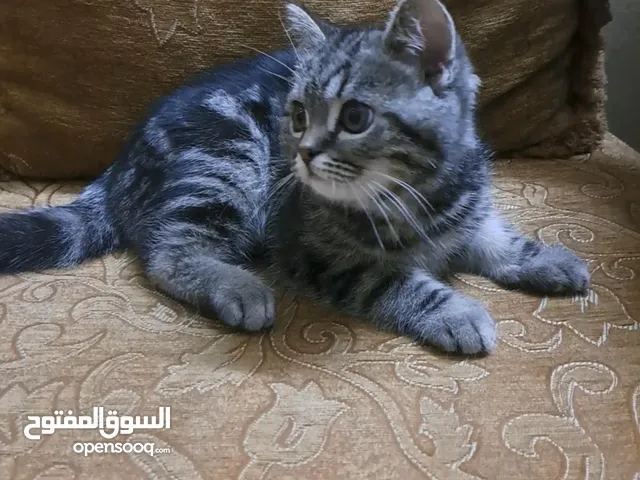 ما شاء الله تبارك الله ..... مجموعة من الكتنز بأنوع مختلفة .... .. (موجود تفاااصيل اكتر بالوصف) ..