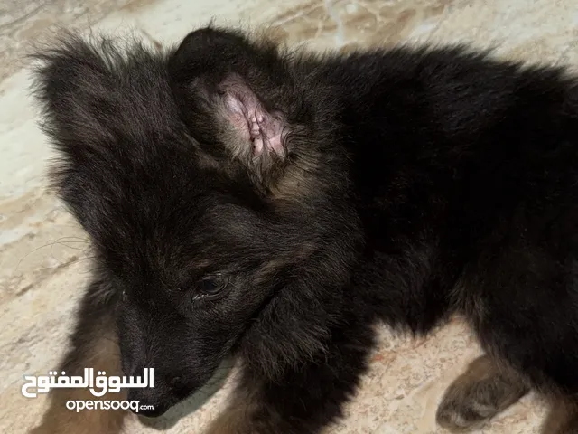 جرو جيرمن شو لاين انثى