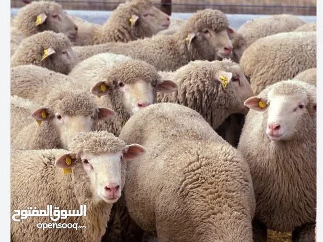 ذبح اضاحي العيد ذبح وسلاخه وتقطيع عندنا 24 ساعه على مدار اربع ايام العيد