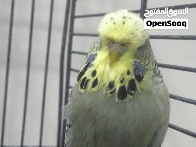 طيور حب انكليزي