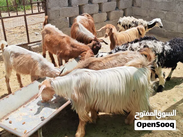 أغنام للبيع