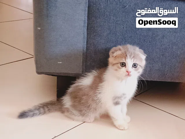 pure Scottish and British shorthair kittens available