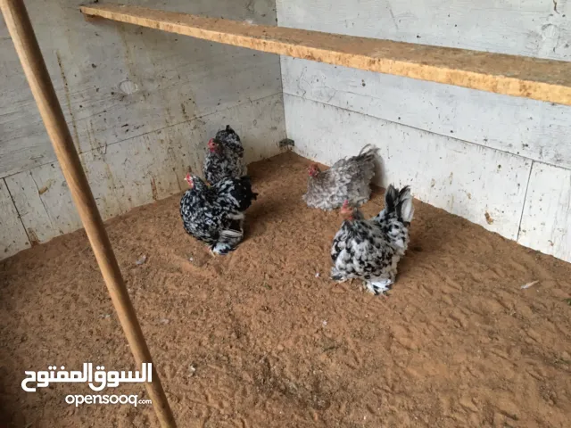 دجاج استرالى 4 دجاجة و 2 فروج