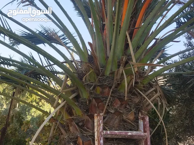 شجر نخيل للبيع