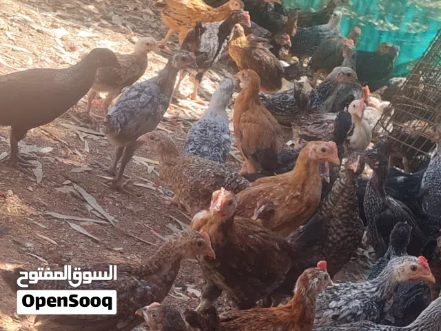 فراخ جاج بلدي صحه ونظافه ماخذات جميع المطاعيم عدد 700