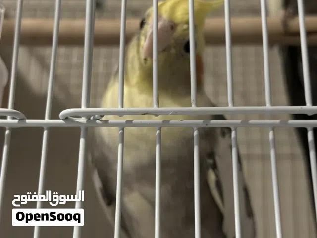 عصافير كوكتيل