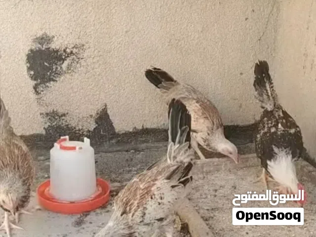 سيت دندراوي