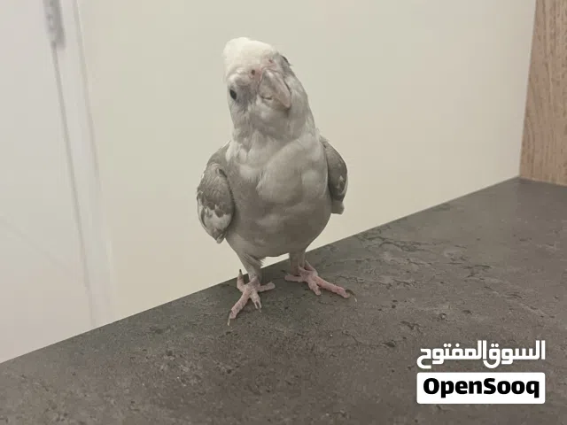 بغبغاء كوكتيل للبيع