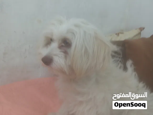 كلبه تيرير نثيه للبيع