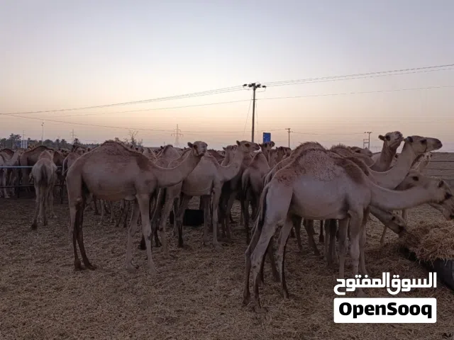 شركة مواشينا للمواشي #تبيض_وجهك