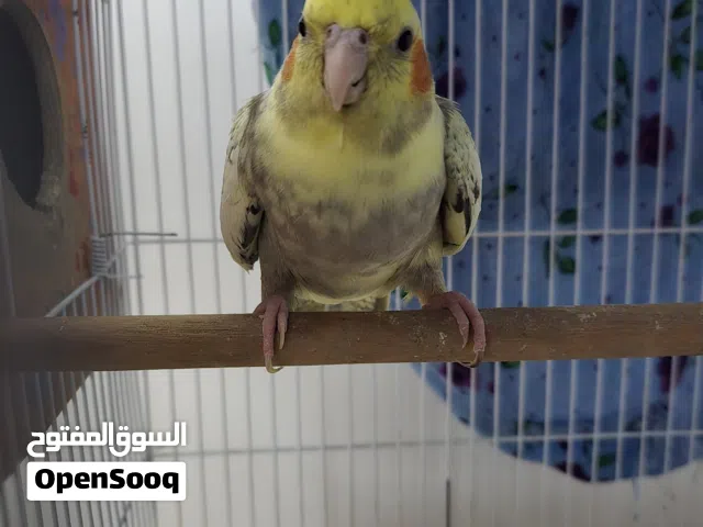 زوج كوكتيل جواهن افراخ  مجال اقره الوصف