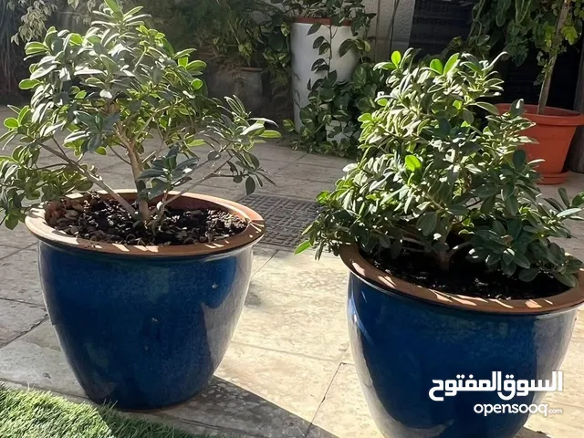 Beautiful ceramic pots with plants