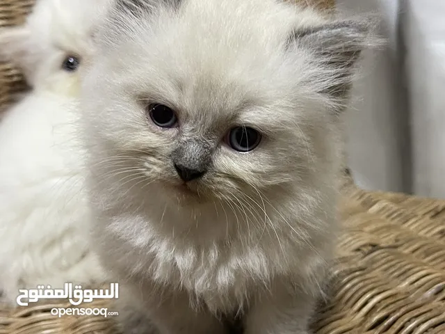 2 Purebred Himalayan Kittens - Male & Female