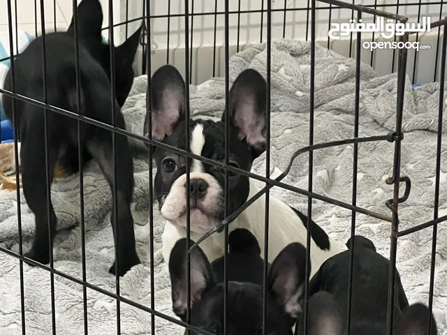 French bulldog puppies