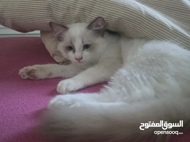 pure ragdoll kitten