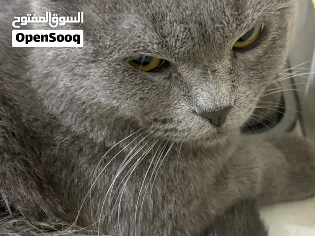 قطط اعمارهم سنه