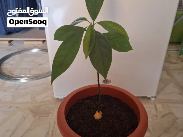 أشجار أفوكادو مقزمة بيبي  مسمدة من نوع مكسيكولا  تتحمل درجات حرارة باردة وتتكيف مع جميع الاجواء
