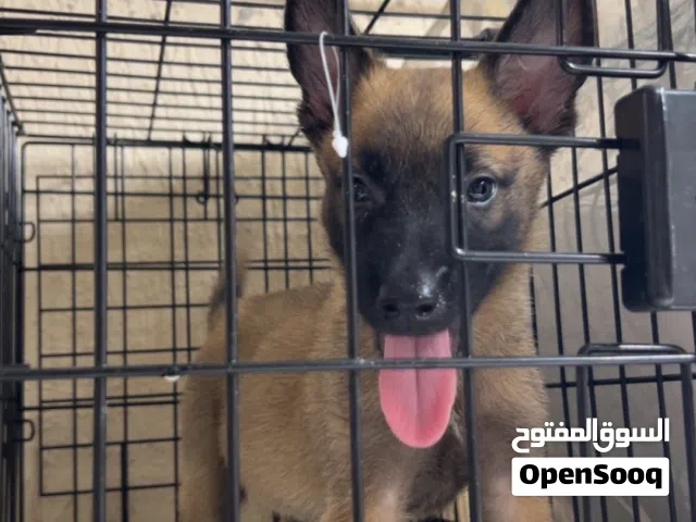 Belgian Malinois female