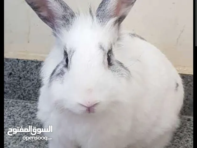 ارانب رأس الاسد للبيع