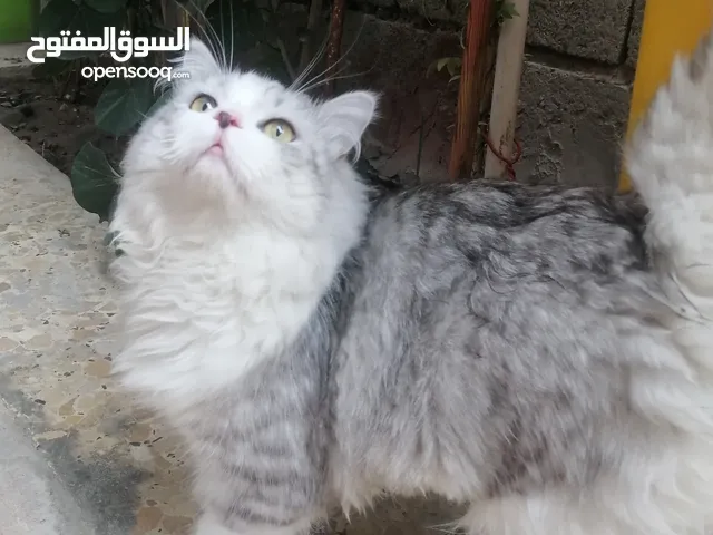 قط شيرازي للبيع