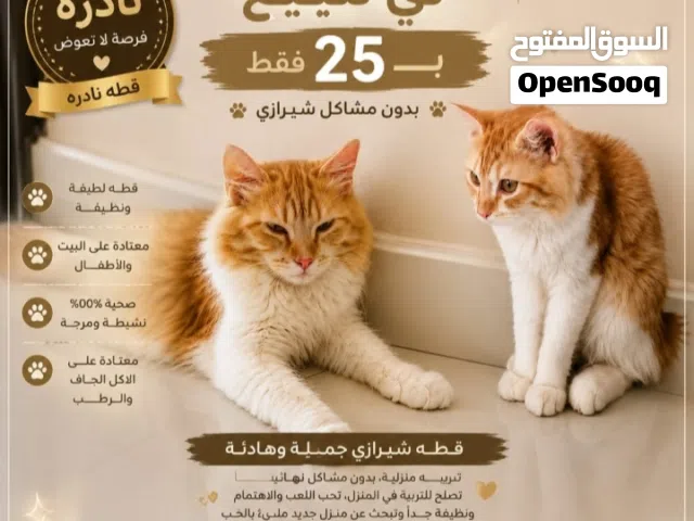 قط شيرازي خليط للبيع – لون برتقالي وأبيض – جميل وهادئ و نادر