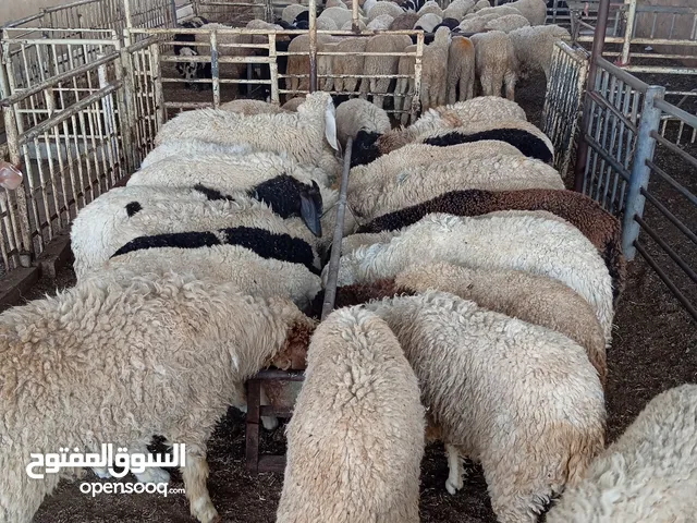 sheeps available all