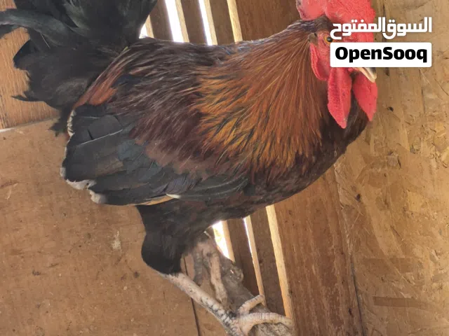 ديك و دجاجة