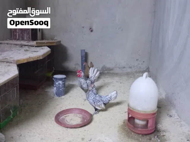 متوفر بيض وصوص من الأنواع المعروضه وبيض كوشامو بيبي للبيع أو البدل على حمام ألماني أو طيور