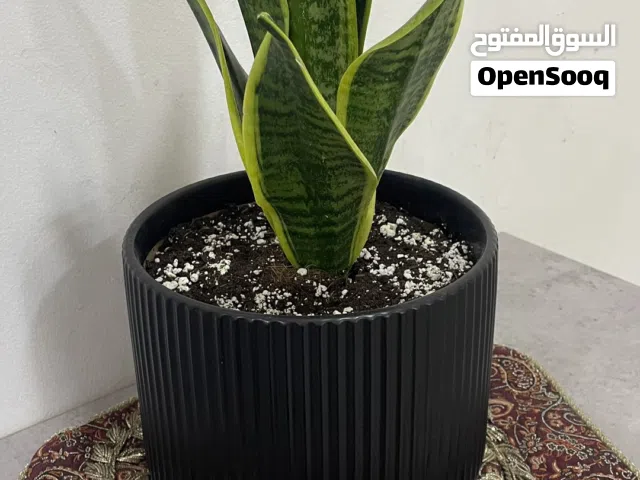 نبتة جلد النمر