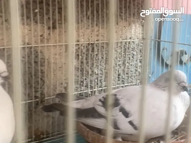 زوج دمشقي للبيع او البدل