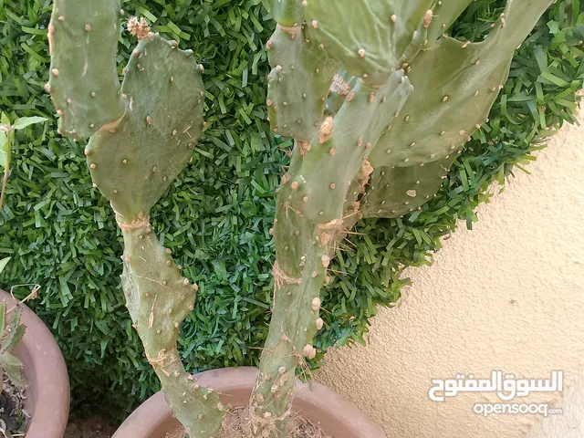 صبار شوكي بصحة جيدة جدا وتربه ممتاز جدا ويتحمل بدون المياه لمدة شهر كامل ويتحمل الحرارة العالية