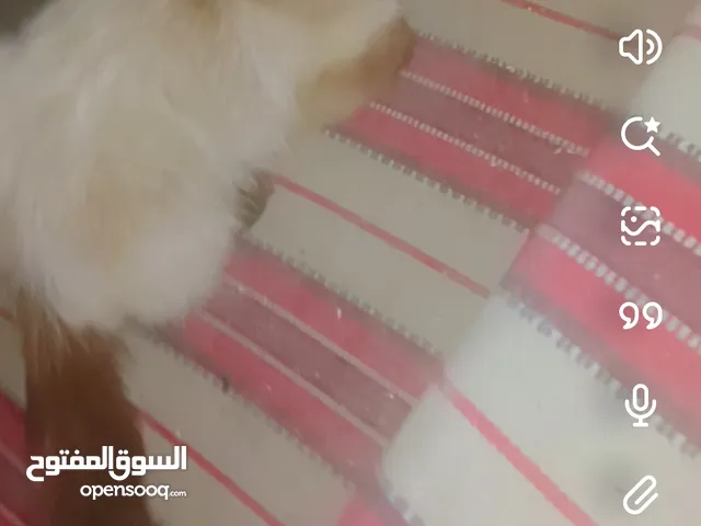 انثى قطه سامي