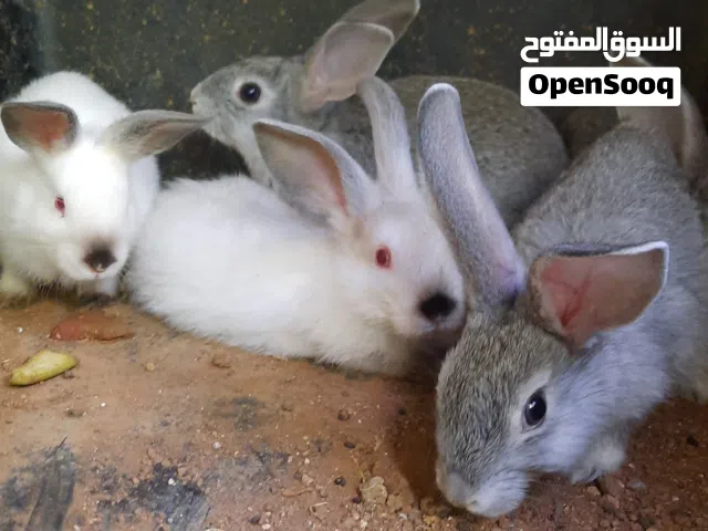 ارانب عمر 4 اشهر للبيع