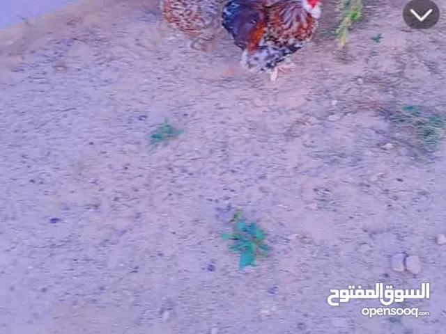 ديك و دجاجه اسراليات تحتهن كتكوت واحد