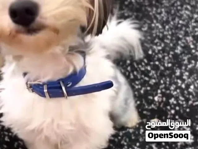 ابراهيم العموش