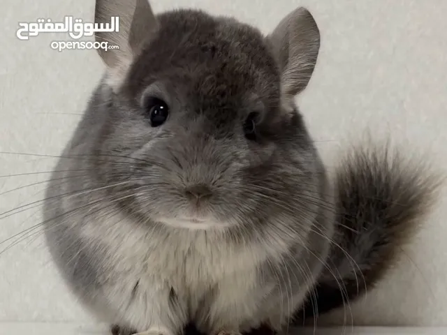 شنشيلا جميع الالوان