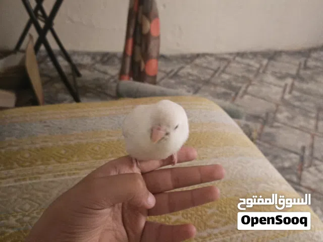 غندوره روز بينو أقره الوصف